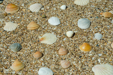 sea shells background