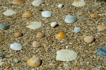 sea shells background