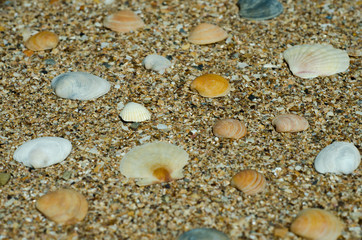 sea shells background