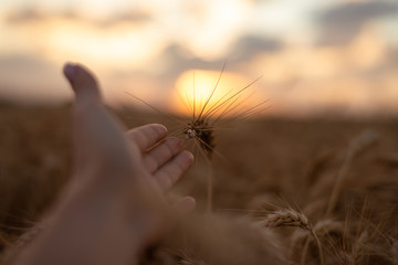 golden spikelet of wheat in the hand. wheat field and spikelet in hand