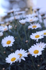 Fototapeta premium wallpaper flower