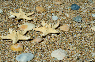 shells on the sand