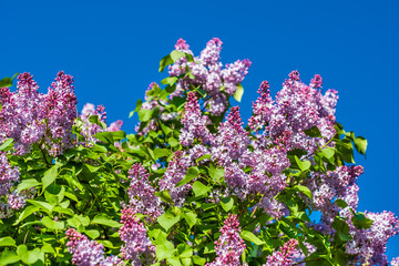 Branches of a blossoming lilac against the blue sky