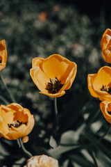 A yellow tulip flower in a garden