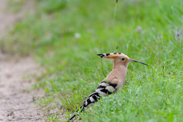 Nice bird with crest Hoopoe (Upupa epops)