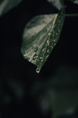 Green leaf with drop after rain