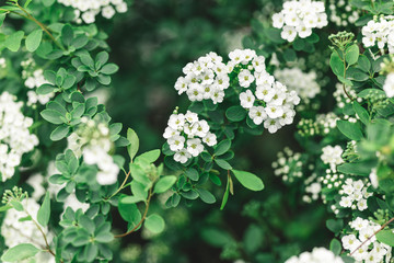 Branches of blossoming Spirea arguta (Brides wreath) bush in a spring garden.
