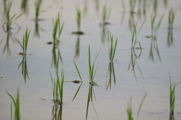 田んぼ/田植えの時期