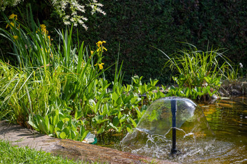 Wasserspiele im Gartenteich, Gartenbrunnen-Diverse Wasserpflanzen, Uferbepflanzung