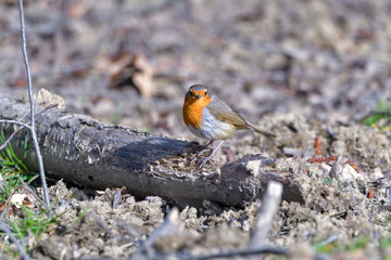 A red robin (Erithacus rubecula) foraging on the ground in an ecological garden. This bird is a regular companion during gardening pursuits