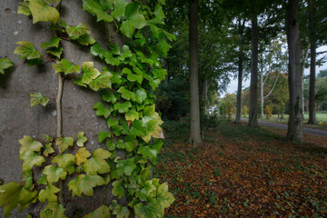 Estate, Fall. Autumn. Huis Westerbeek. Maatschappij van Weldadigheid Frederiksoord Drenthe Netherlands Lane