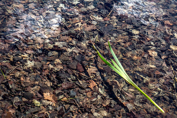 a bunch of grass lies on the crystal clear and clear water of a reservoir