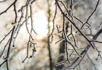 Fototapeta na wymiar ice covered tree branches in backlight.
