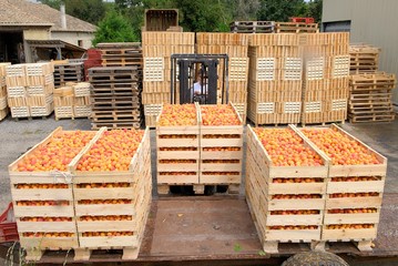 Cueillette des abricots, transport déchargement des caisses d'abricots vers l'atelier de...