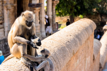 THE PARENTAL CARE
A white fur parent monkey giving the share of the food got from a tourist to its baby monkey, and he is waiting for the that too aggressively.