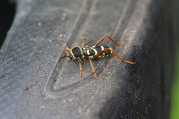 Gemeiner Widderbock - Clytus arietis