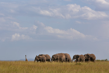 Naklejka na ściany i meble Safari in Kenya. Elephants family in Masai Mara Park
