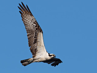 Obraz premium An Osprey in Flight