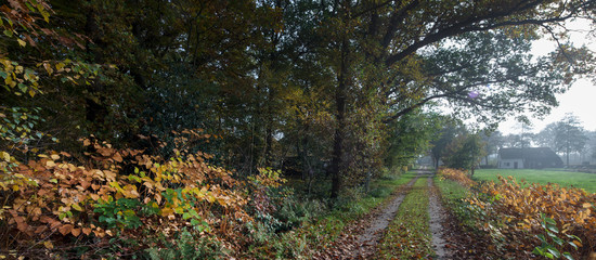 Fall and forest at Maatschappij van Weldadigheid Frederiksoord Drenthe Netherlands. Panorama. Dirtroad