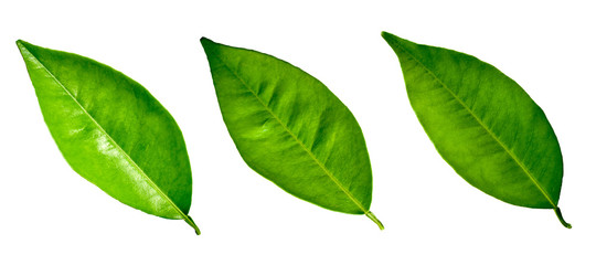 Three different lemon leaves isolated on white background. Close up bright leaf.