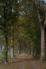 Fall and Lane structure at Maatschappij van Weldadigheid Frederiksoord Drenthe Netherlands. 