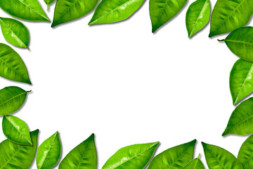 Fototapeta premium Green leaf frame decoration on white background. Blank greenery texture for message.