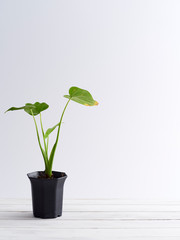 Plant pot on white wooden shelf.