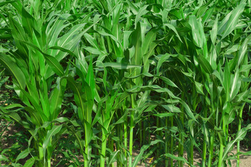 Rows of corn in the field. Vitality Corn.