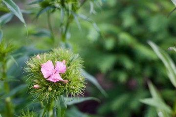 Bartnelke (Blütenknospen und Blüte mit Regentropfen)