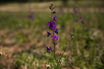 wild flowers in the field