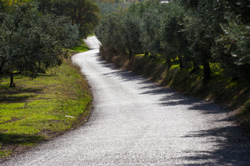 a road that passes through olive groves in Italy