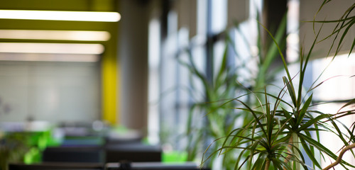 Evergreen tree or bush over blurred background in office