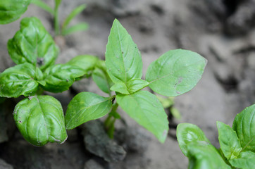 fresh basil leaves