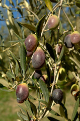 black olives variety  in central Italy