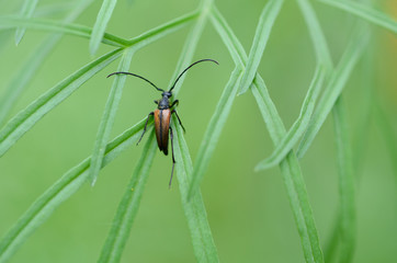 
Beetle close-up on a green background