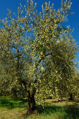 an olive tree of the Ascolana variety in central Italy