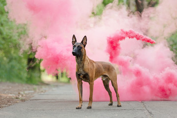 Belgian Shepherd dog (Malinois dog)  on a pink smoke background