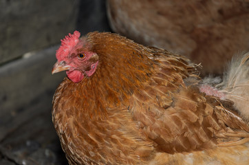 Hens and roosters walk in the yard on the farm	