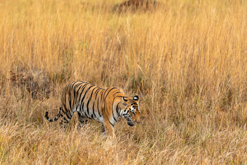 Wild female tiger walking in kanha forest for territory marking at kanha national park or tiger reserve, madhya pradesh, india - panthera tigris