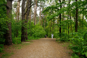             People walk in the park on a spring day coniferous and deciduous trees.     