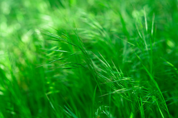 Green grass swaying in the wind