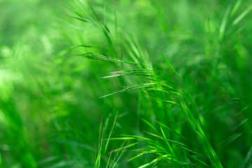 Green grass swaying in the wind