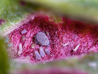 Apfelfaltenläuse (Dysaphis devecta) aus der Familie der   Aphididae in den Falten eines Blattes des Apfelbaumen als Makro