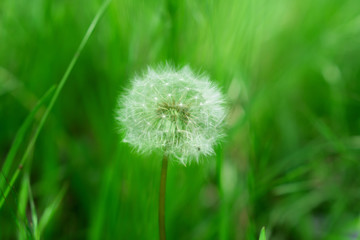 Fototapeta premium A herbaceous plant, Dandelion, in full ripening