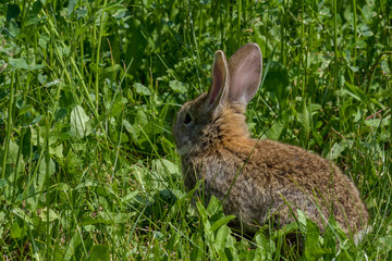 Easter greetings - Easter bunny rabbit sitting in green grass.