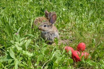 Easter greetings - Easter bunny rabbit sitting in green grass.