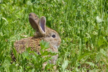 Easter greetings - Easter bunny rabbit sitting in green grass.