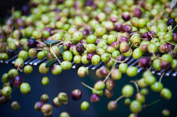 olive oil production at a cold-press factory in Italy after the olive harvesting