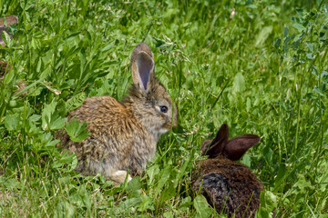 Fototapeta na wymiar Easter greetings - Easter bunny rabbit sitting in green grass.