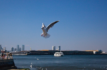 4月の青空に羽ばたくカモメ